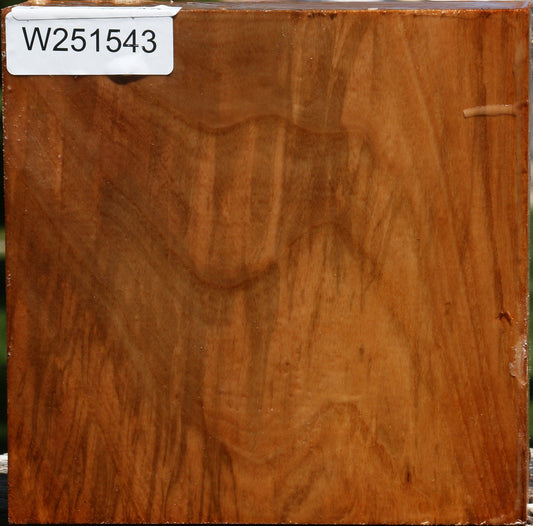 Chinese Elm Bowl Blank