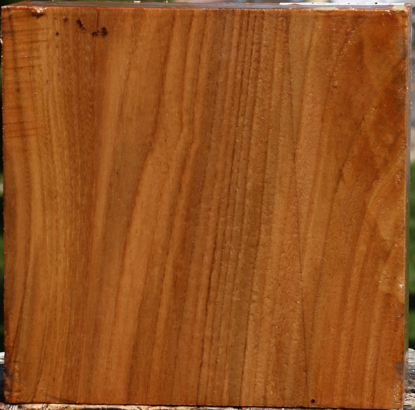 Chinese Elm Bowl Blank