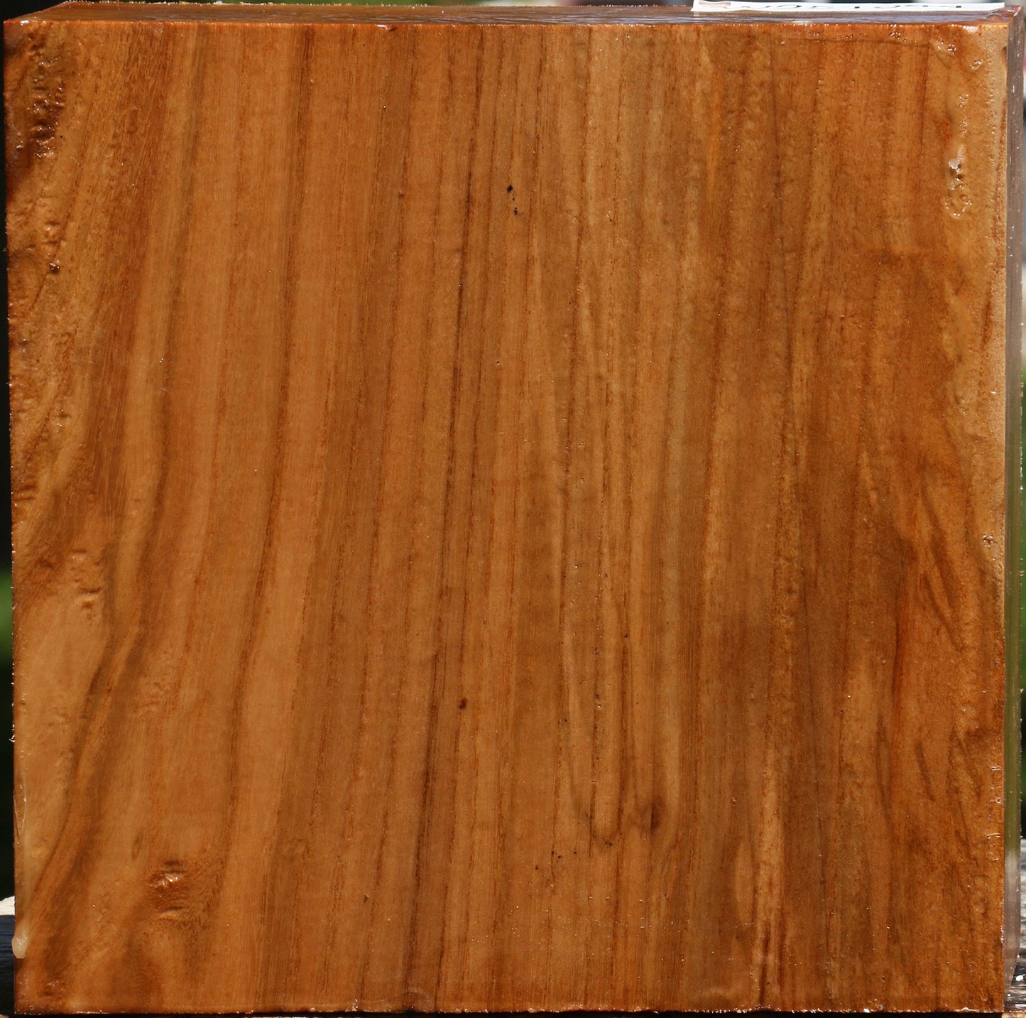 Chinese Elm Bowl Blank