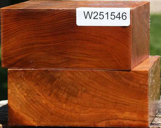 Chinese Elm Bowl Blank 2 Pack