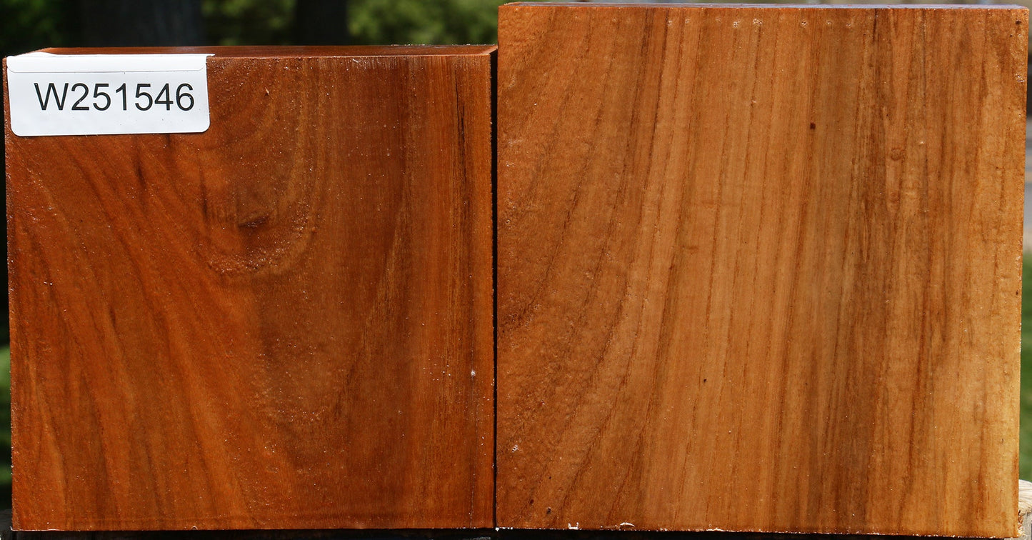 Chinese Elm Bowl Blank 2 Pack