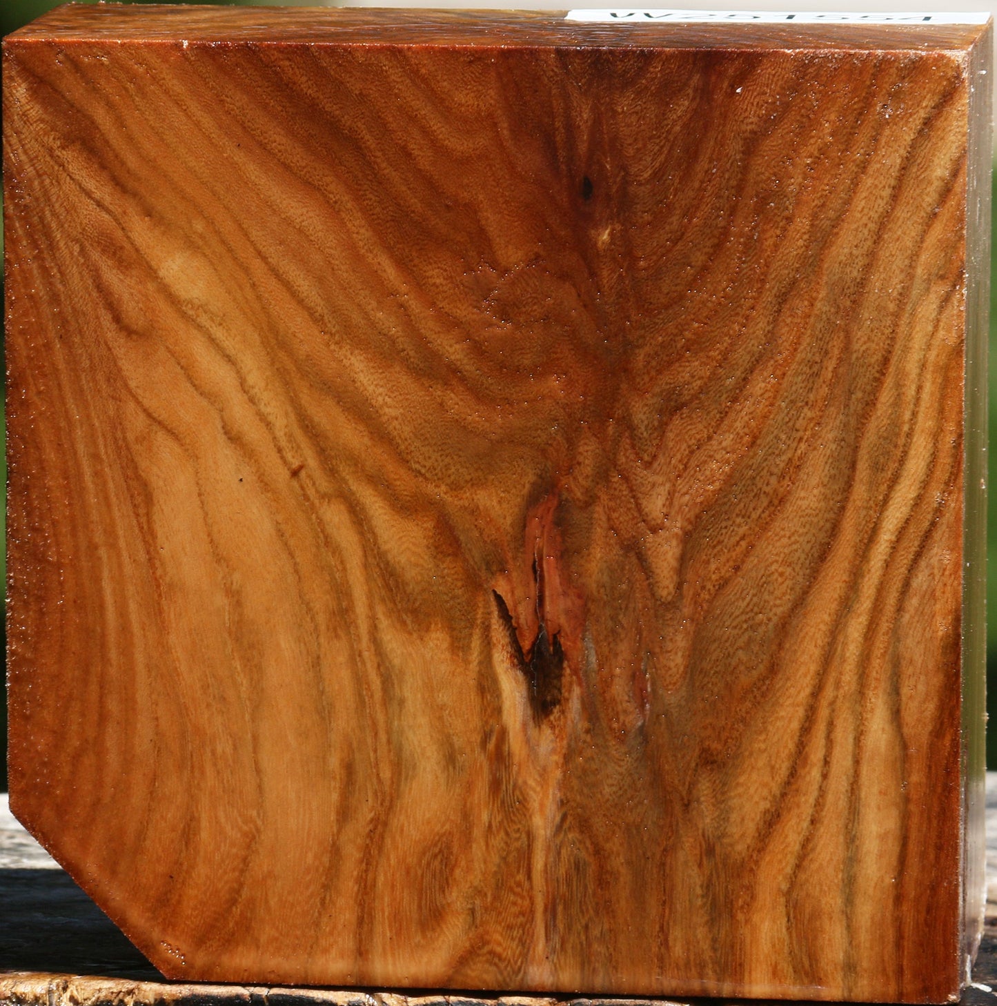 Extra Fancy Chinese Elm Bowl Blank