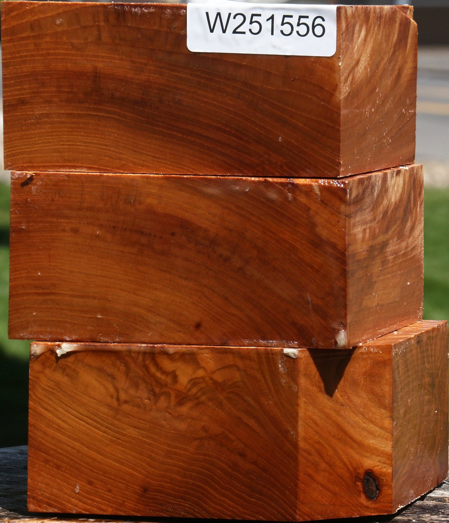 Chinese Elm Bowl Blank 3 Pack