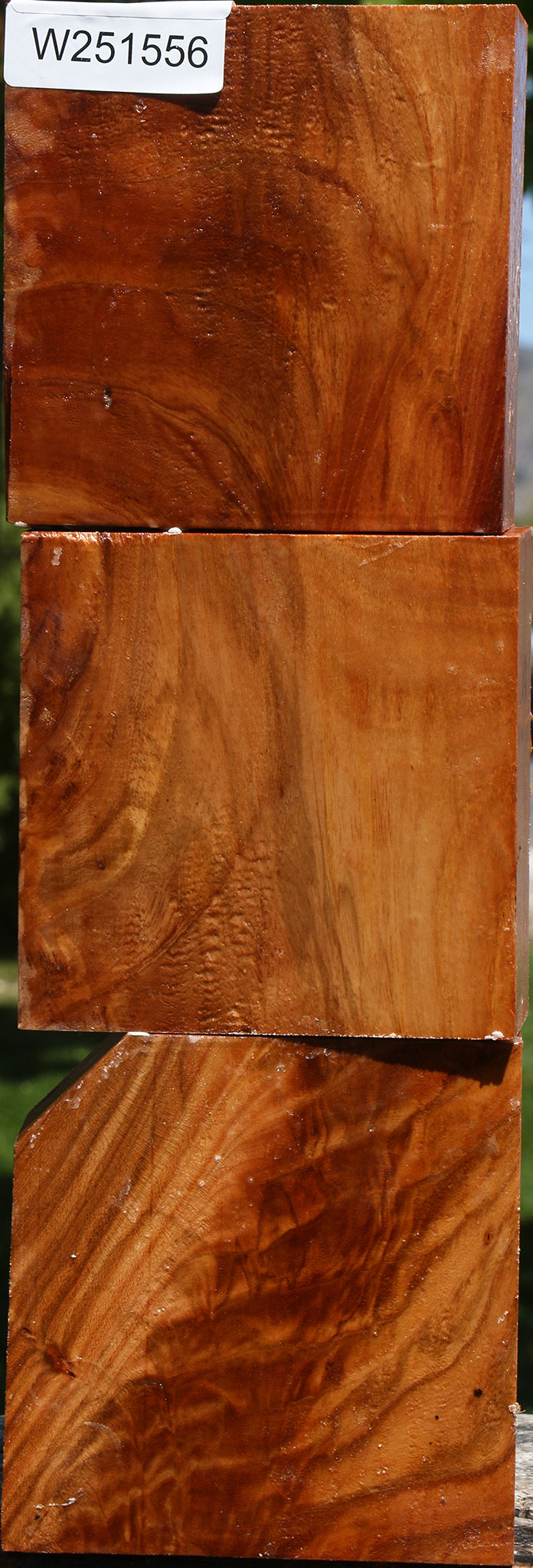 Chinese Elm Bowl Blank 3 Pack