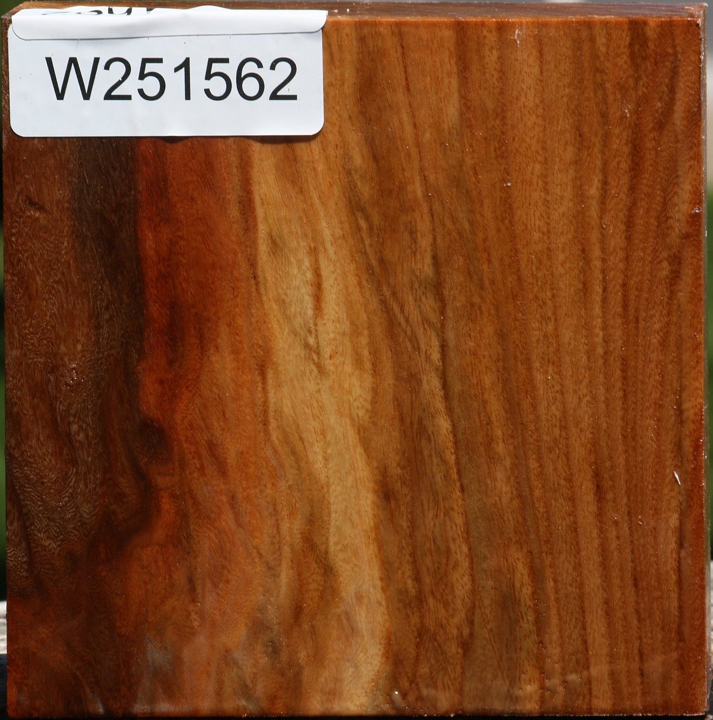 Figured Chinese Elm Bowl Blank