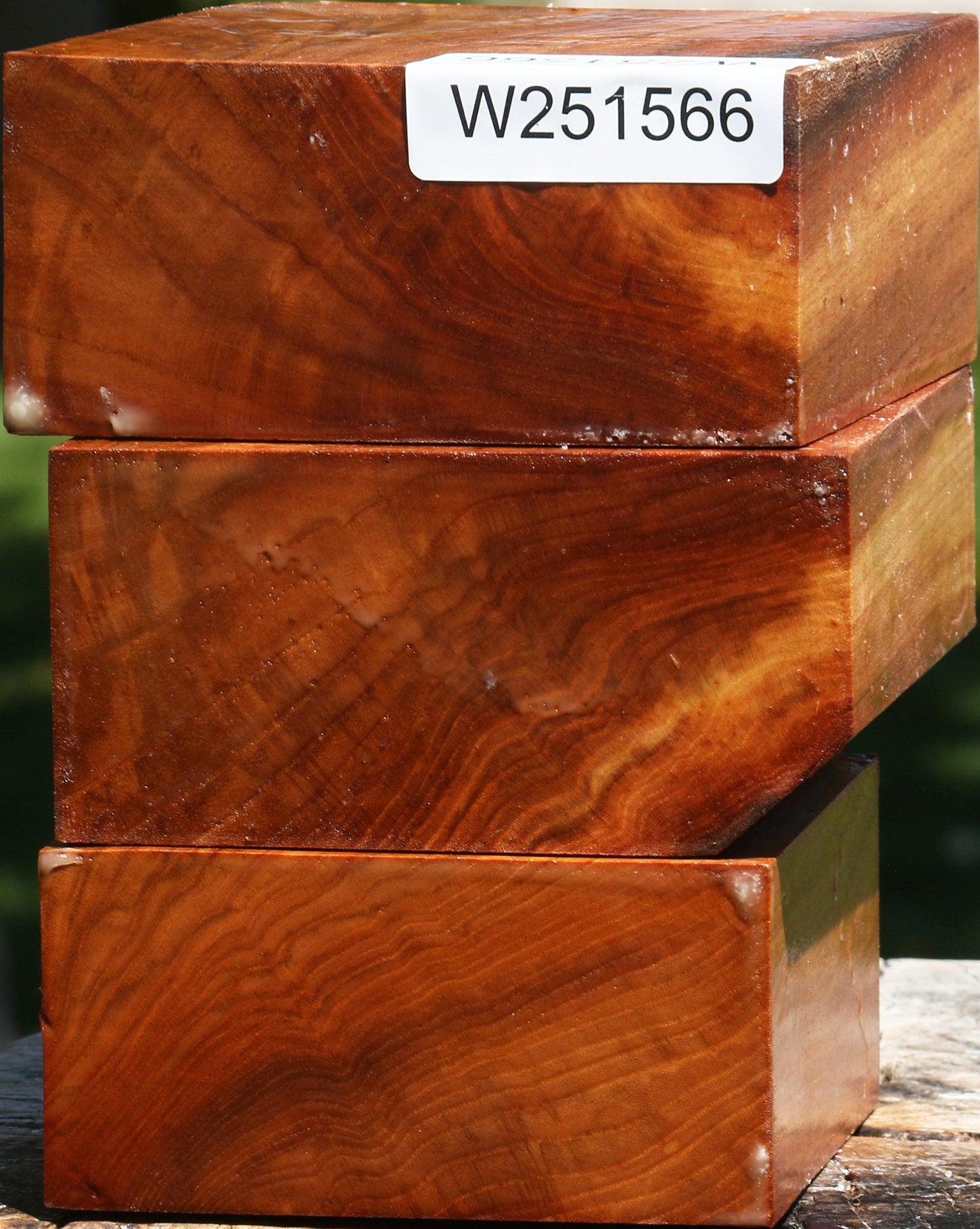 Chinese Elm Bowl Blank 3 Pack