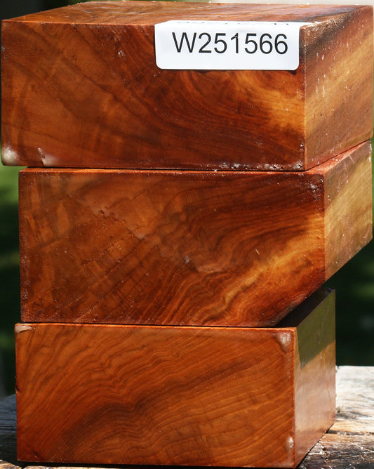 Chinese Elm Bowl Blank 3 Pack