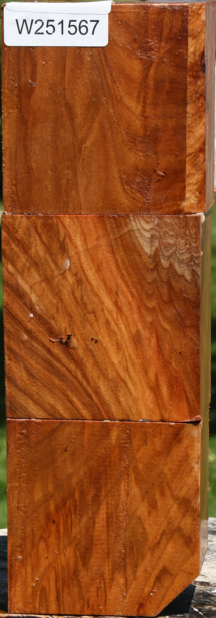 Chinese Elm Bowl Blank 3 Pack