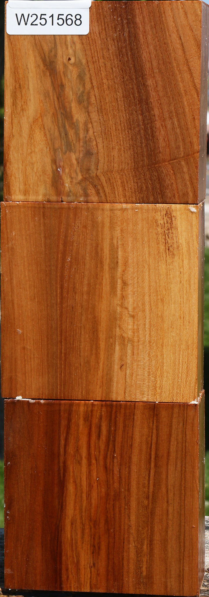 Chinese Elm Bowl Blank 3 Pack