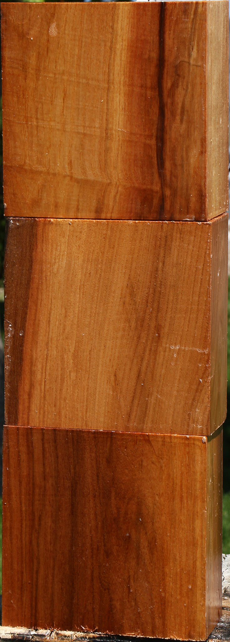 Chinese Elm Bowl Blank 3 Pack