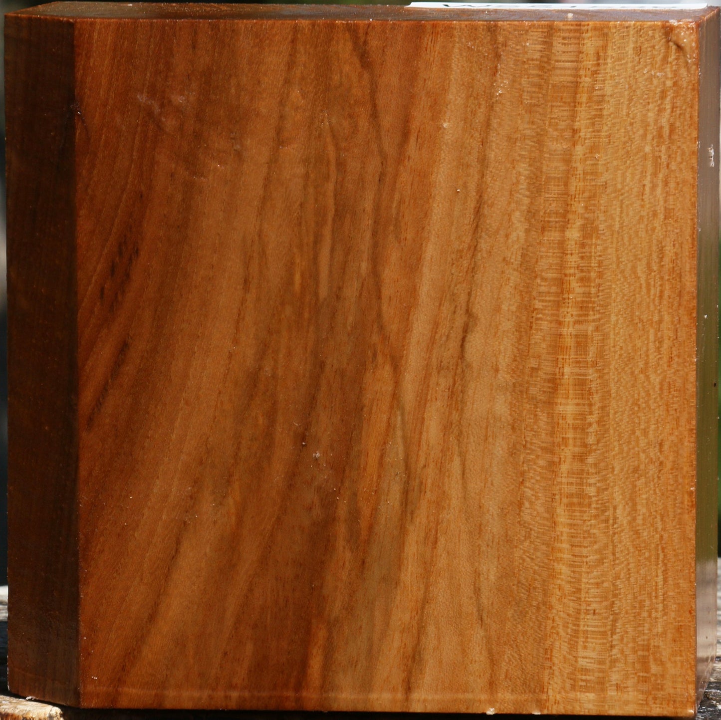 Chinese Elm Bowl Blank