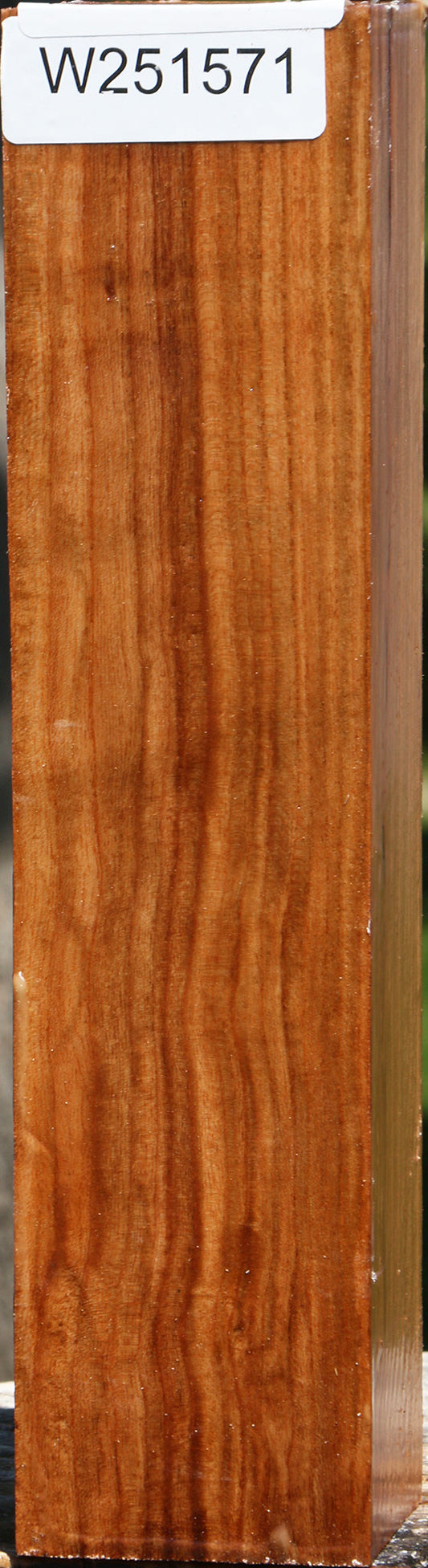 Chinese Elm Peppermill