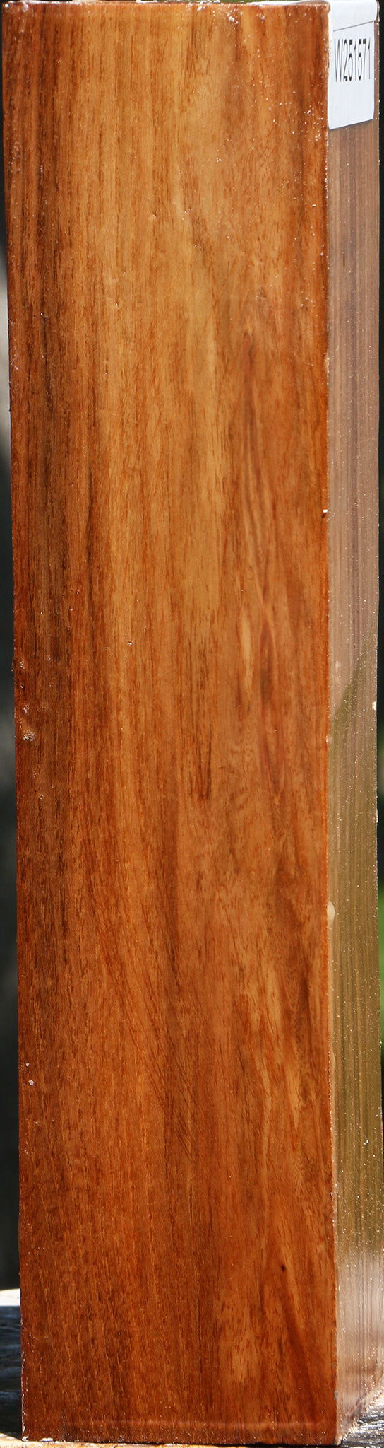 Chinese Elm Peppermill
