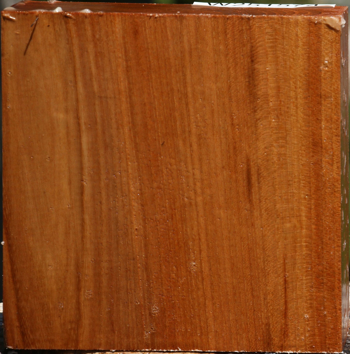 Chinese Elm Bowl Blank