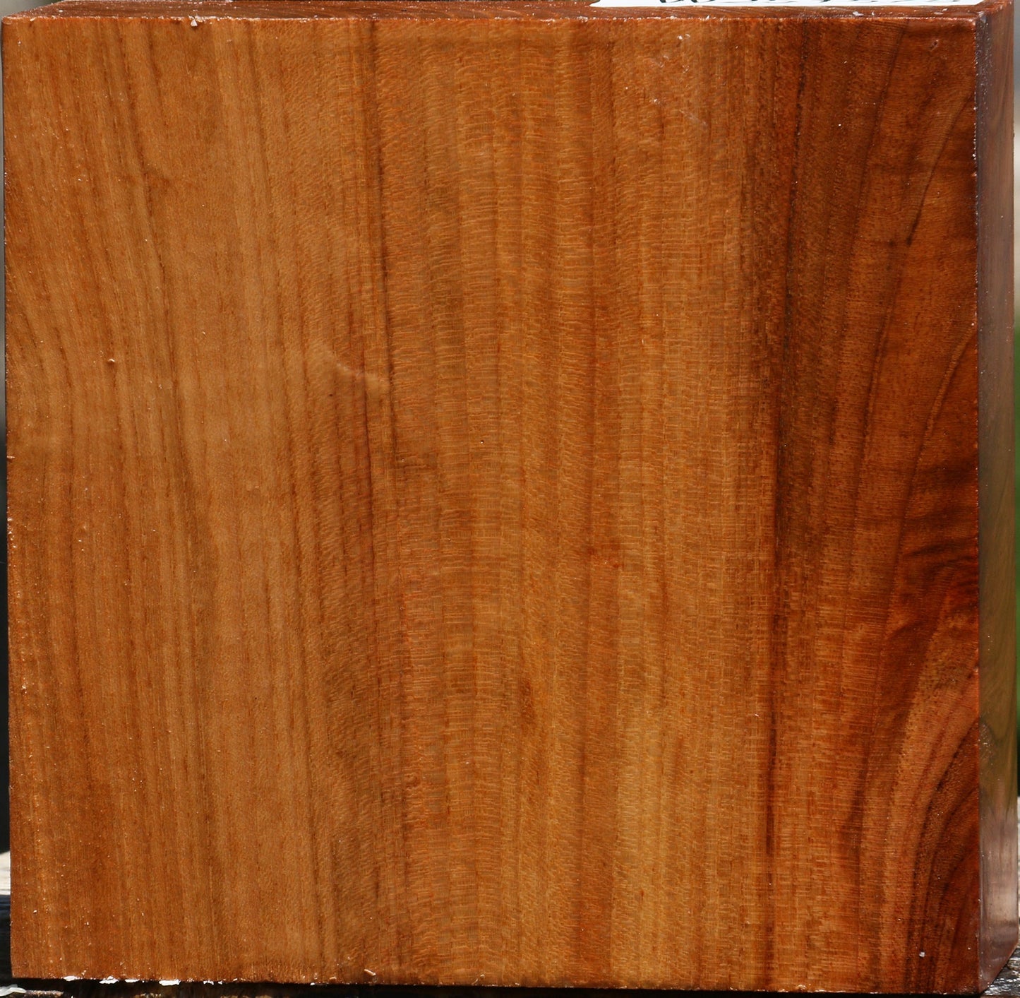 Chinese Elm Bowl Blank