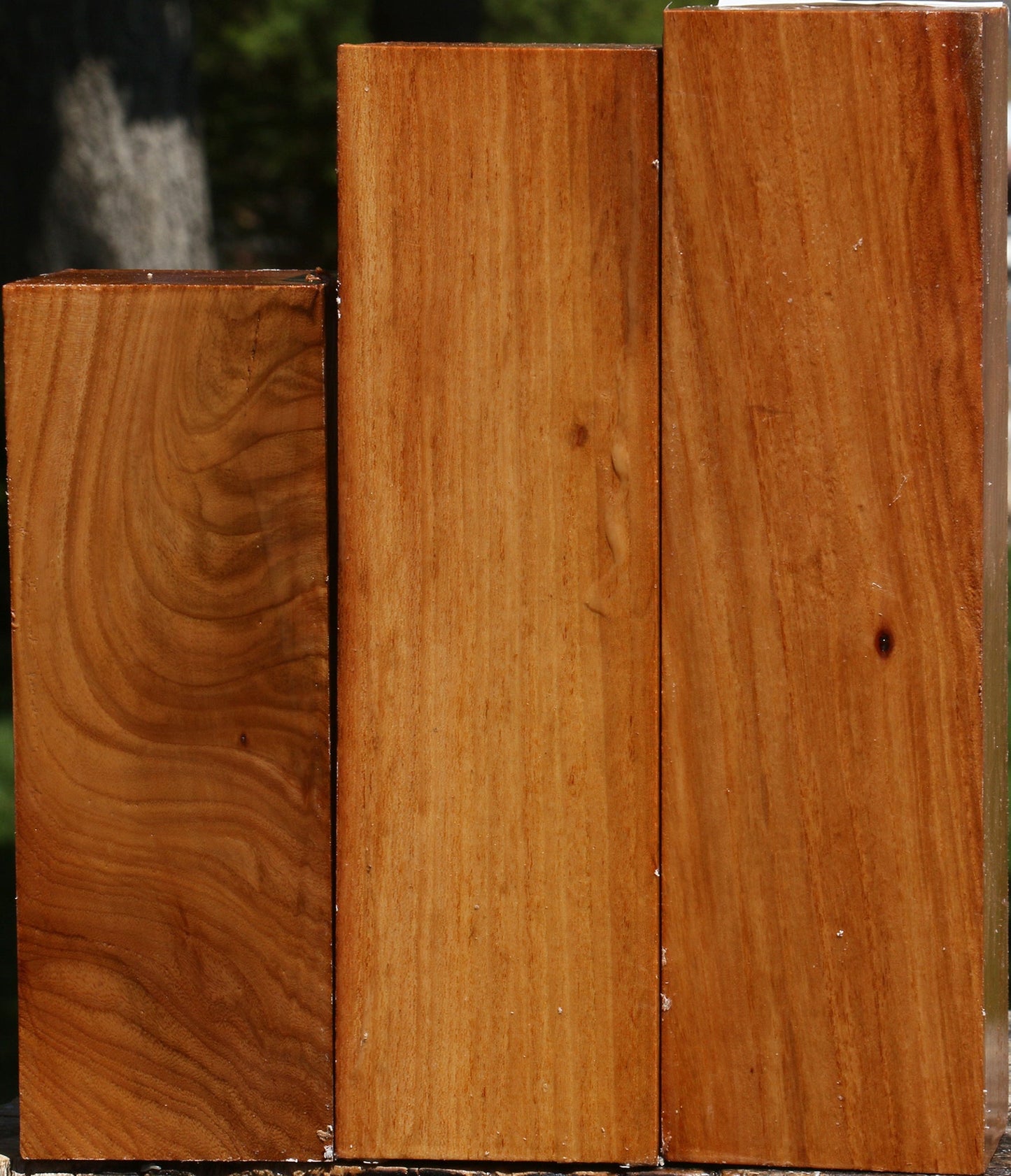 Chinese Elm Turning Square 3 Pack