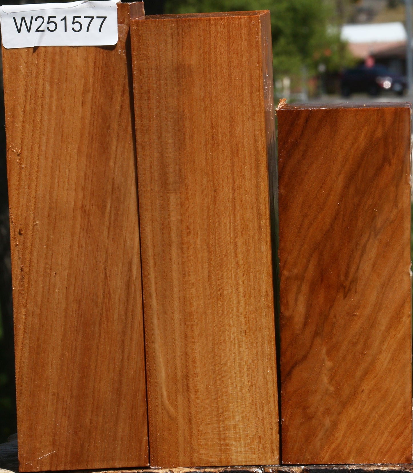 Chinese Elm Turning Square 3 Pack