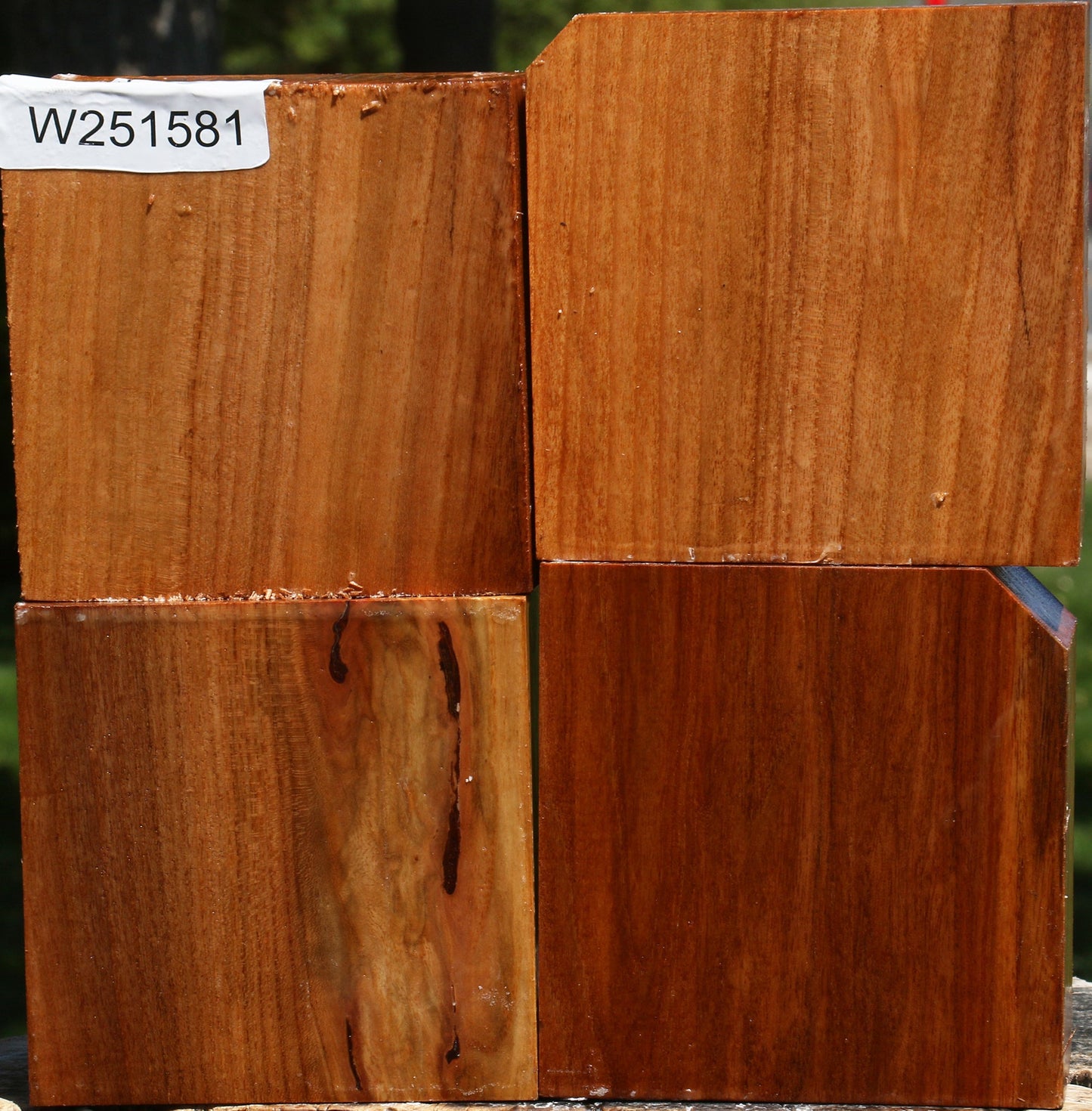 Chinese Elm Bowl Blank 4 Pack