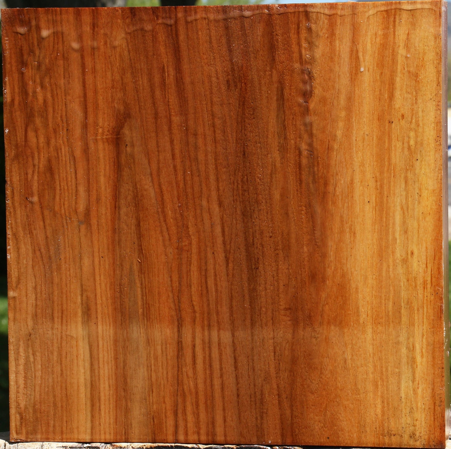 Figured Chinese Elm Platter Blank