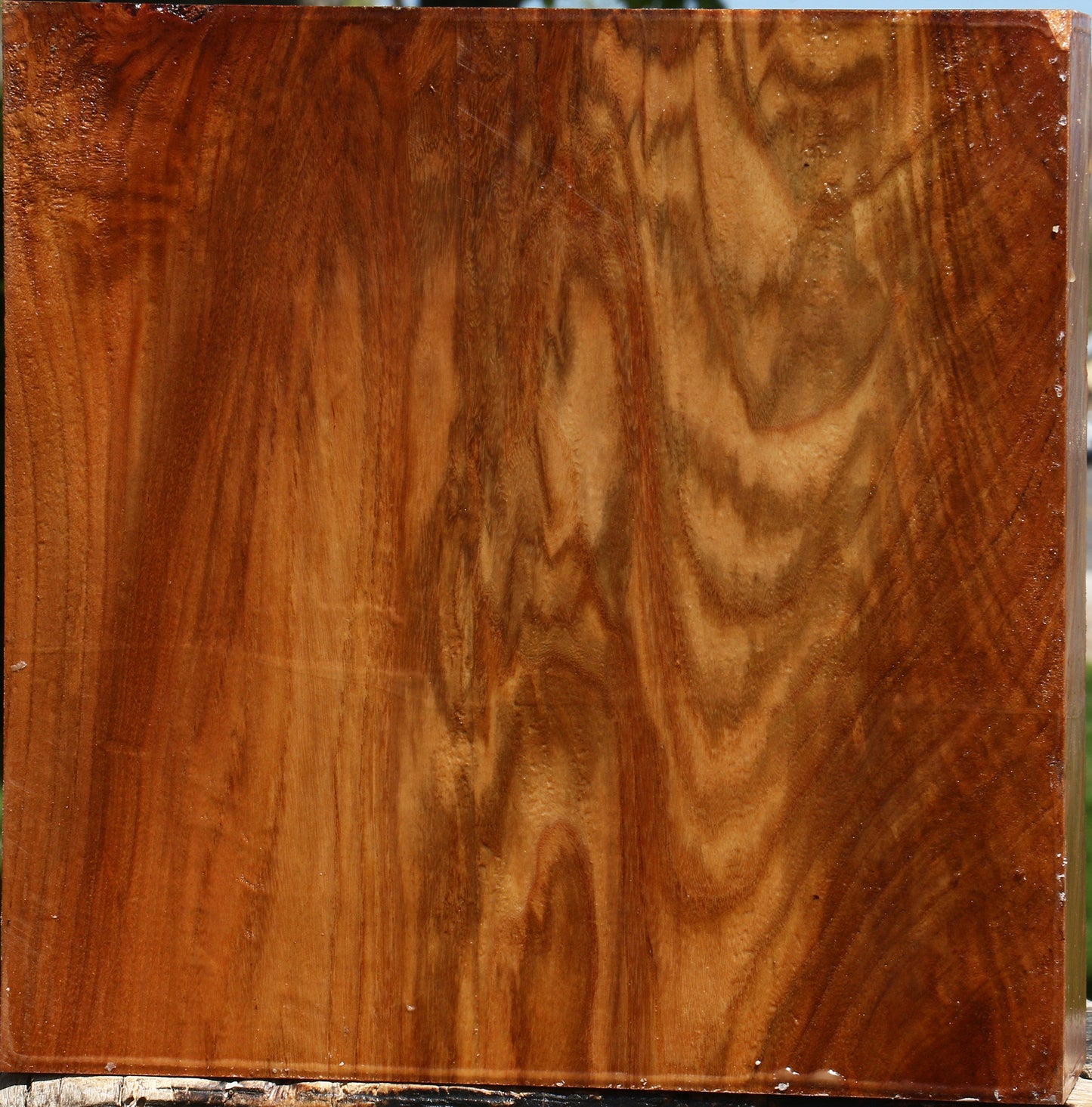 Extra Fancy Chinese Elm Platter Blank