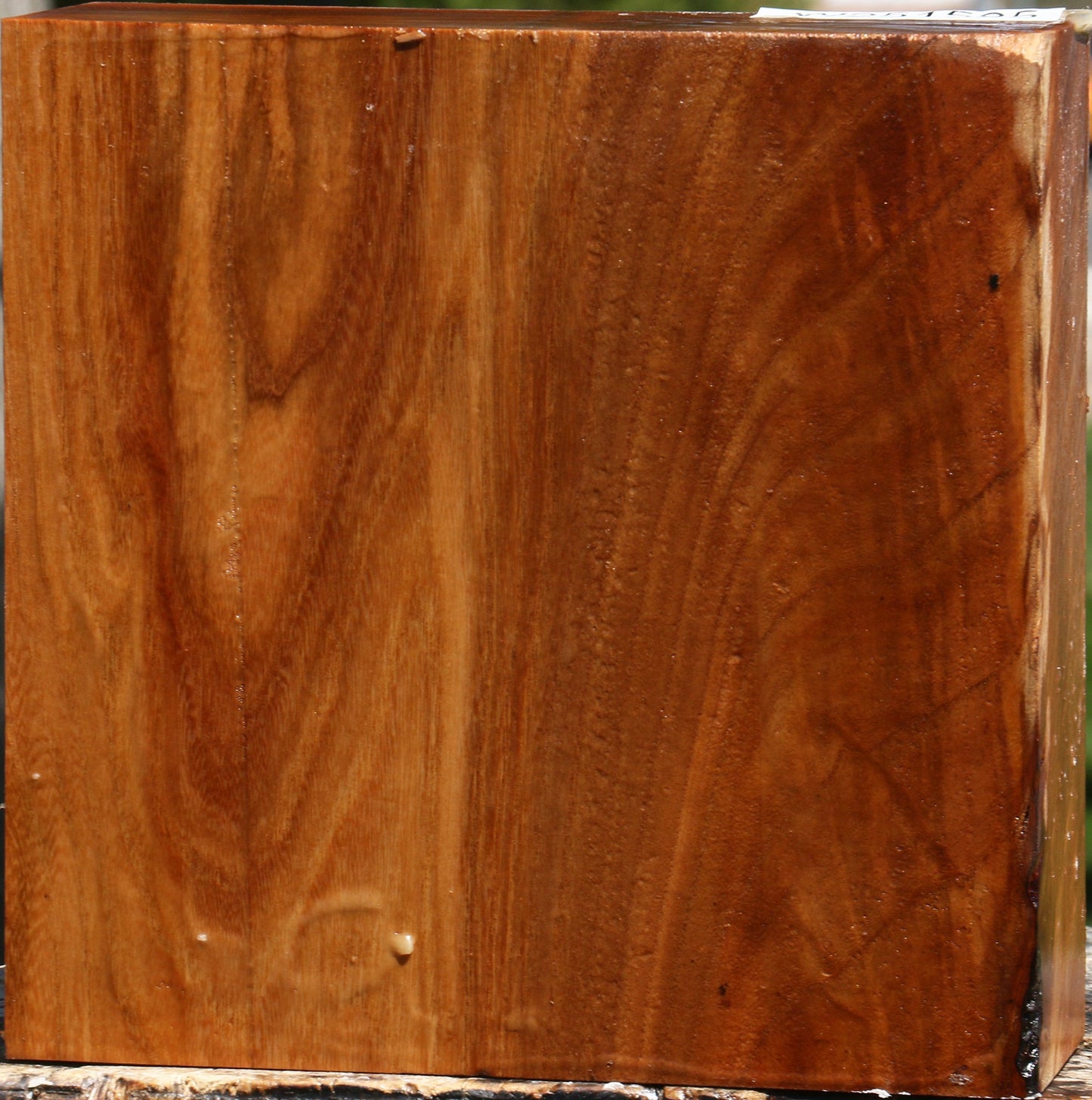 Figured Chinese Elm Bowl Blank