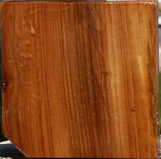 Chinese Elm Bowl Blank
