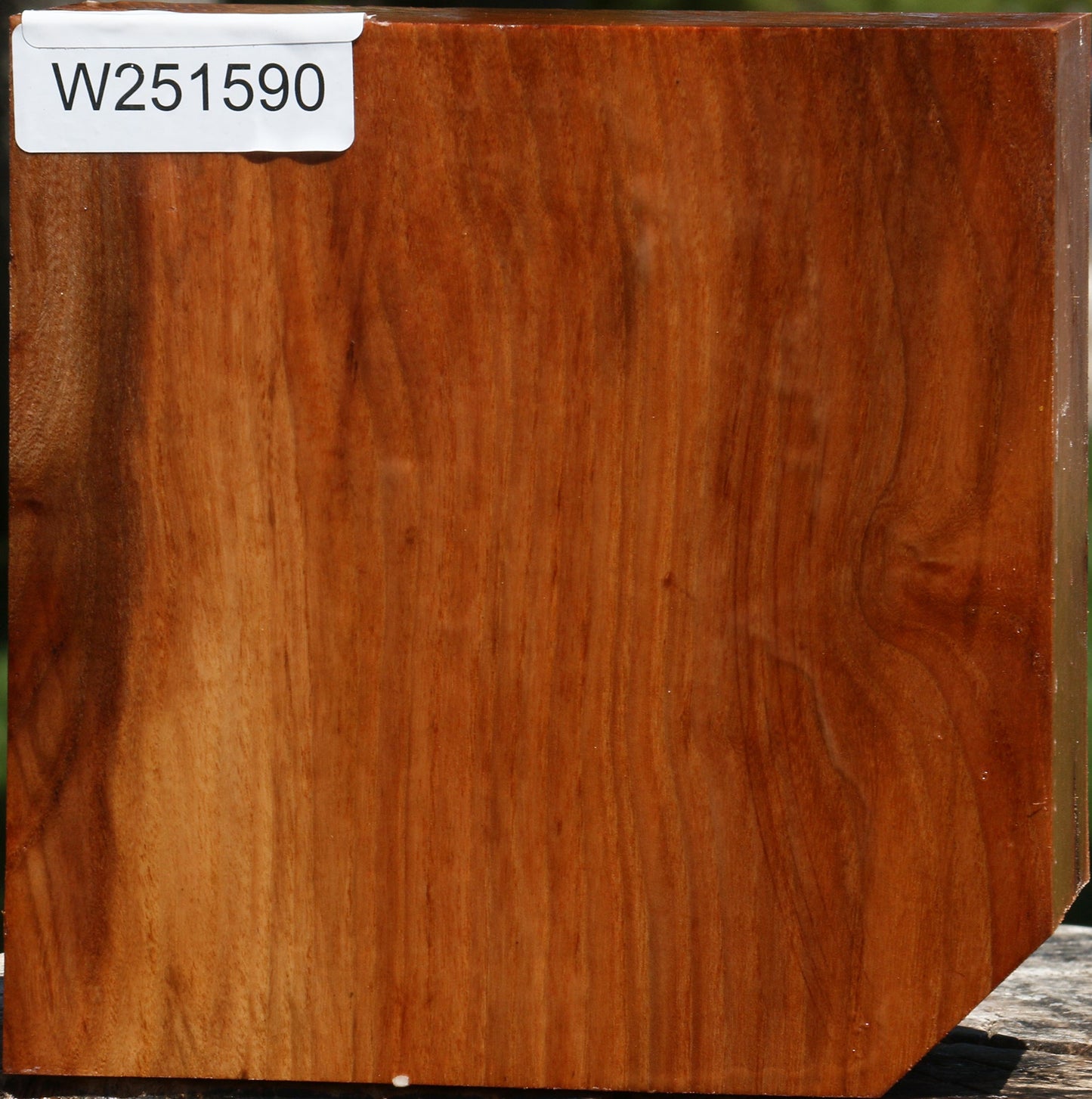 Chinese Elm Bowl Blank