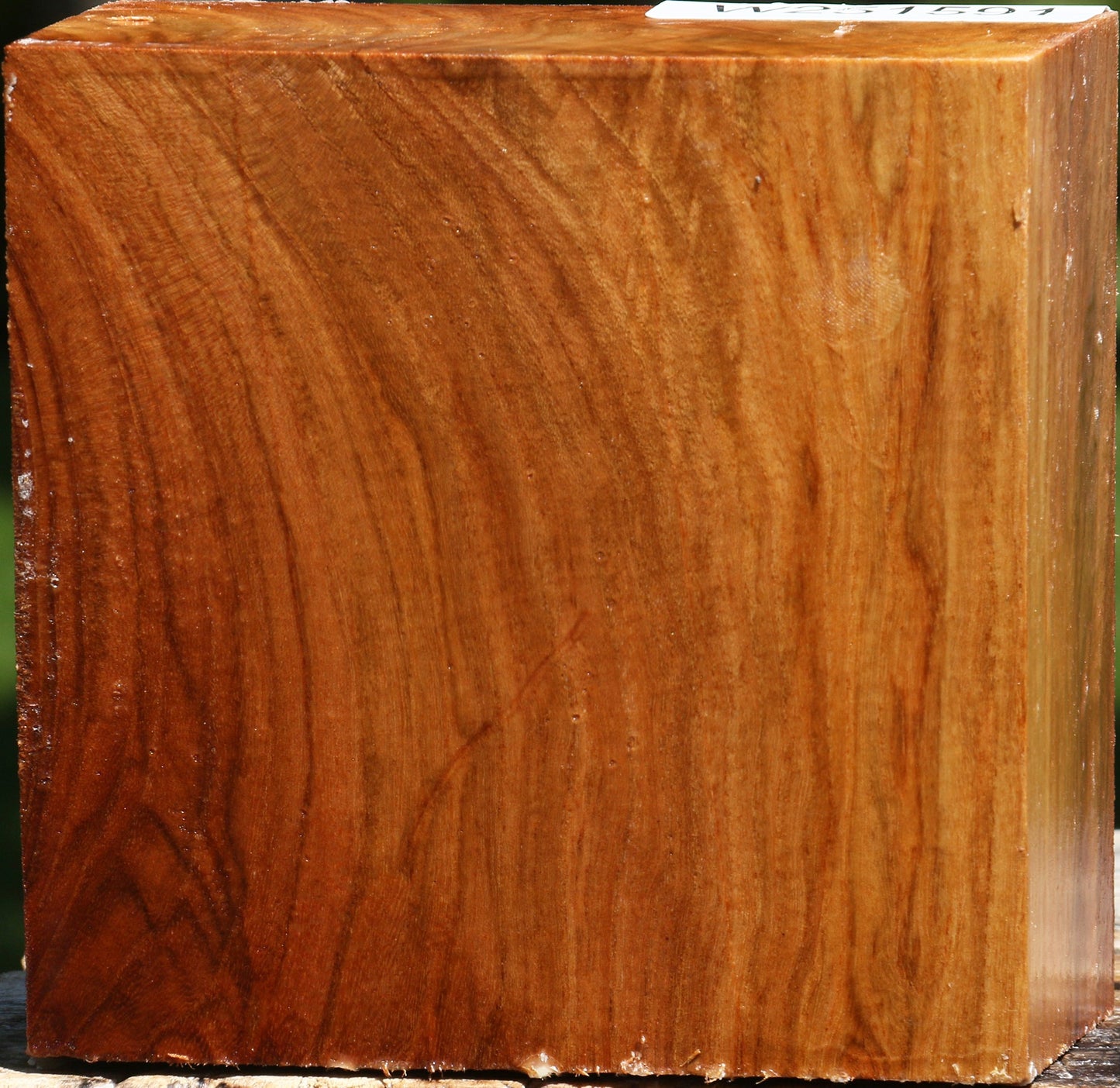 Figured Chinese Elm Bowl Blank