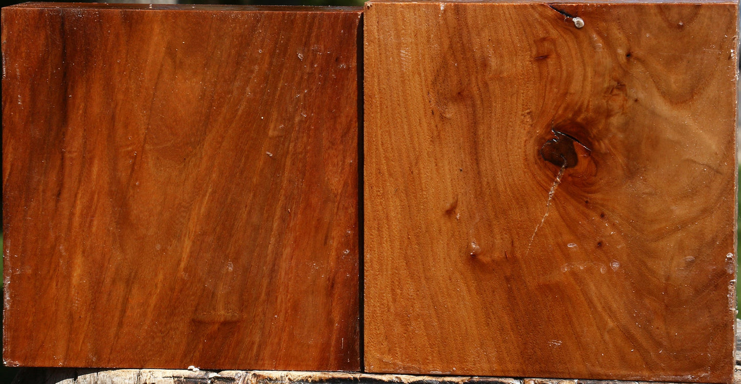 Chinese Elm Bowl Blank 2 Pack