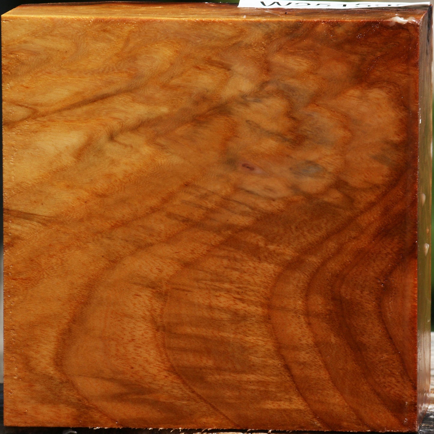 Figured Chinese Elm Bowl Blank