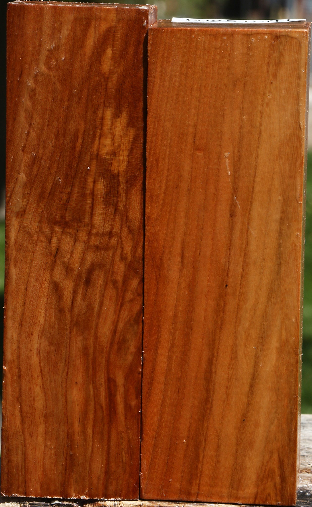 Chinese Elm Turning Square 2 Pack
