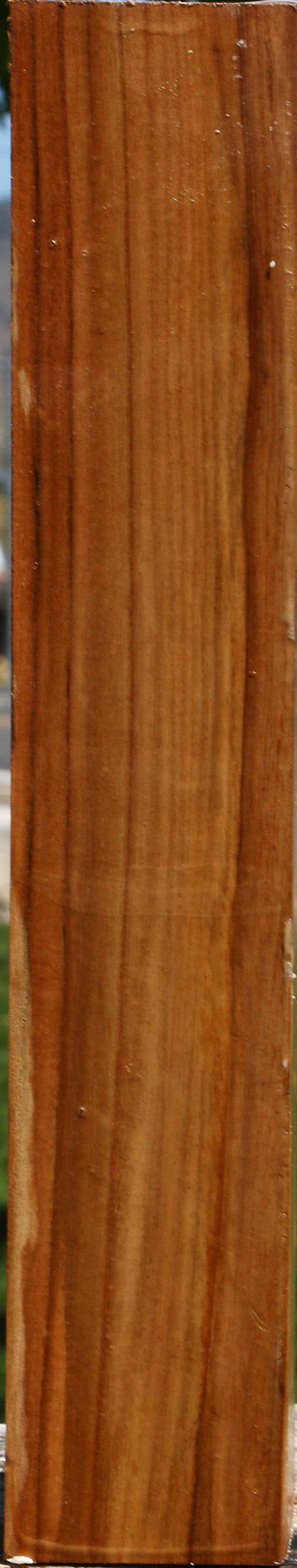 Chinese Elm Peppermill