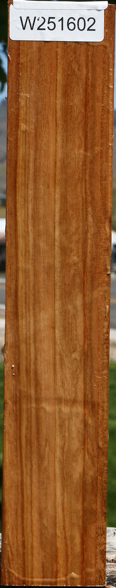Chinese Elm Peppermill