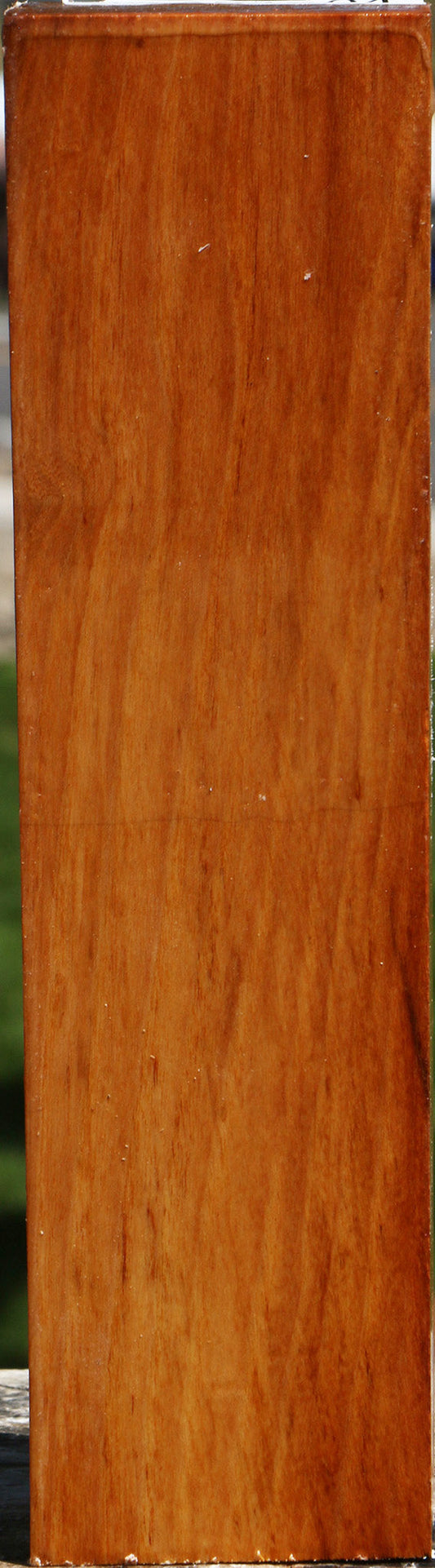 Chinese Elm Peppermill