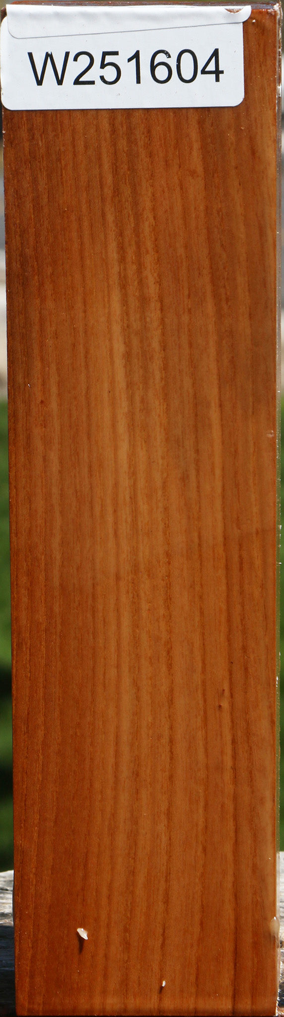 Chinese Elm Peppermill