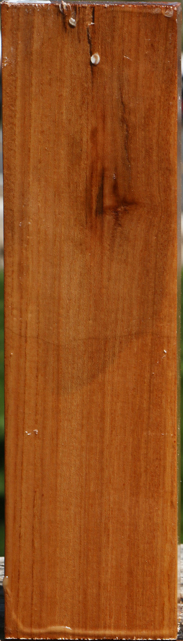 Chinese Elm Peppermill