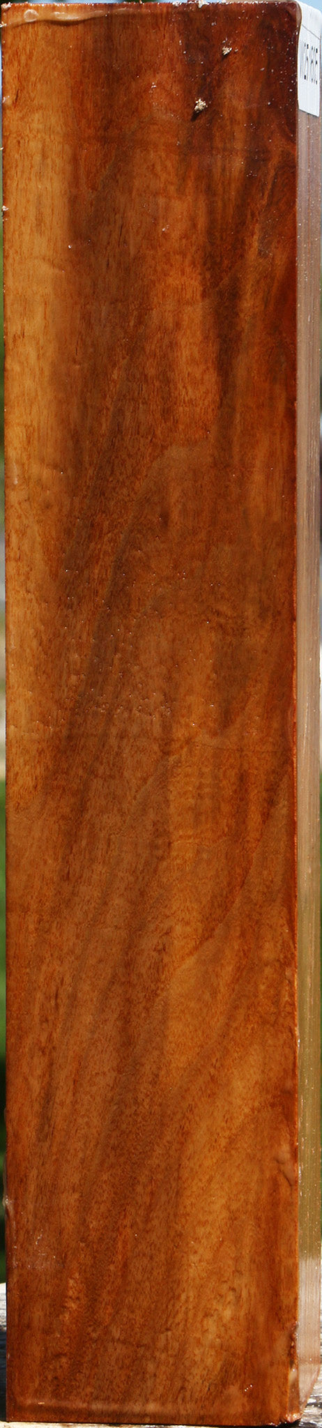 Chinese Elm Peppermill