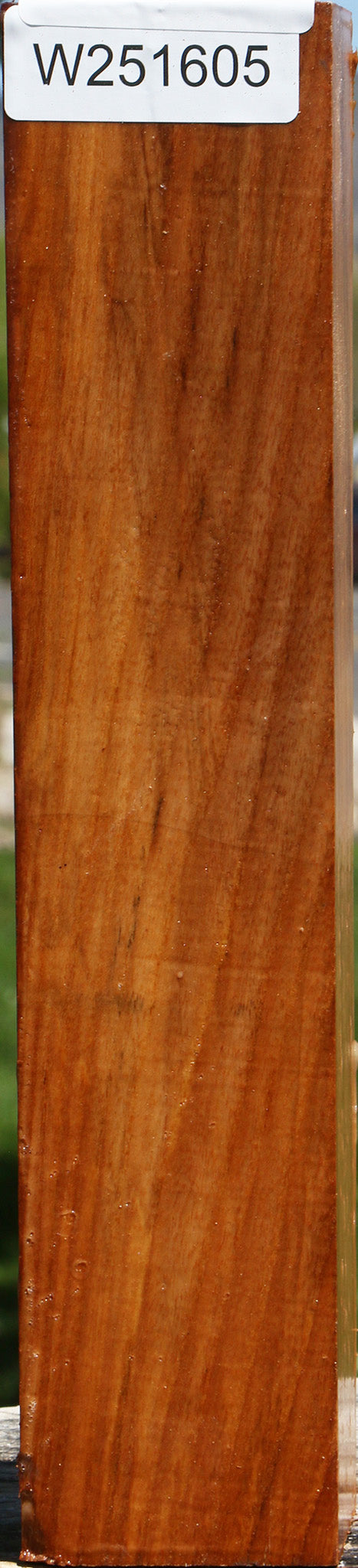 Chinese Elm Peppermill