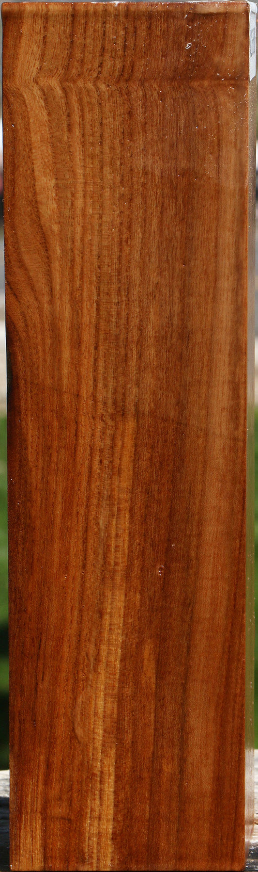 Chinese Elm Peppermill