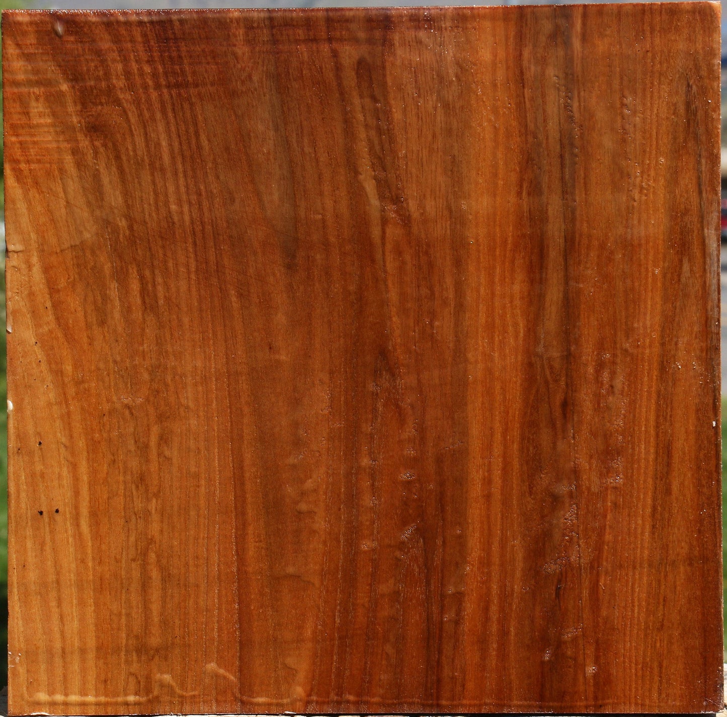 Figured Chinese Elm Bowl Blank