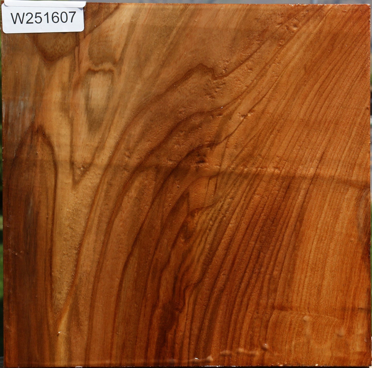Figured Chinese Elm Bowl Blank