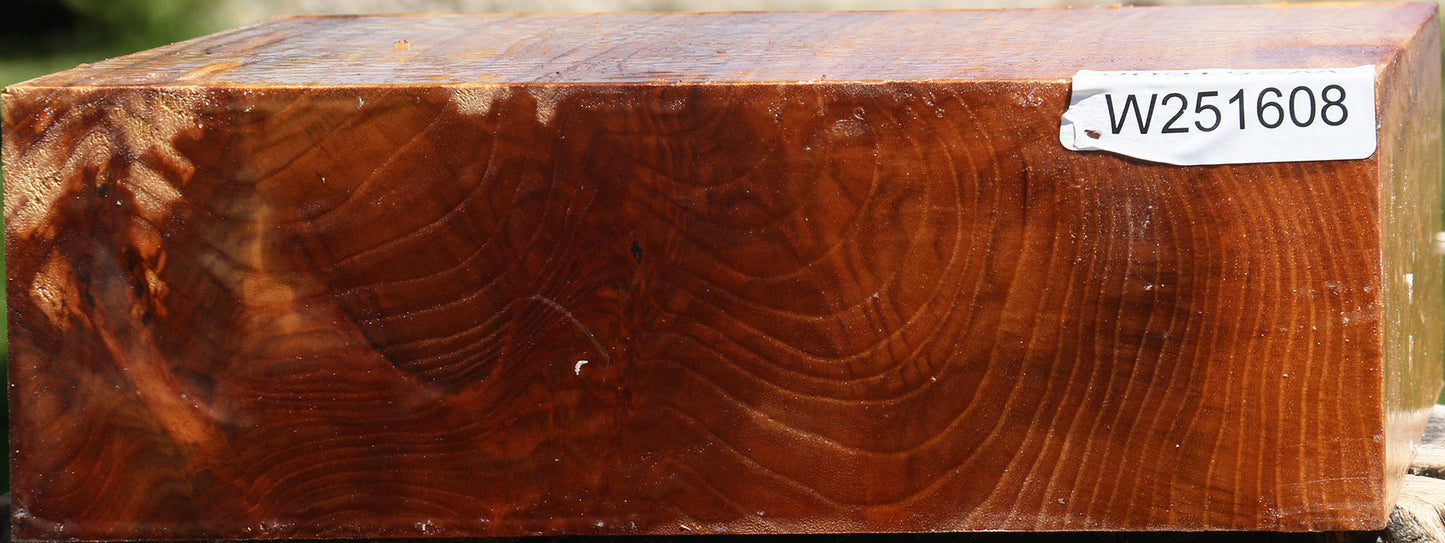 Figured Chinese Elm Bowl Blank