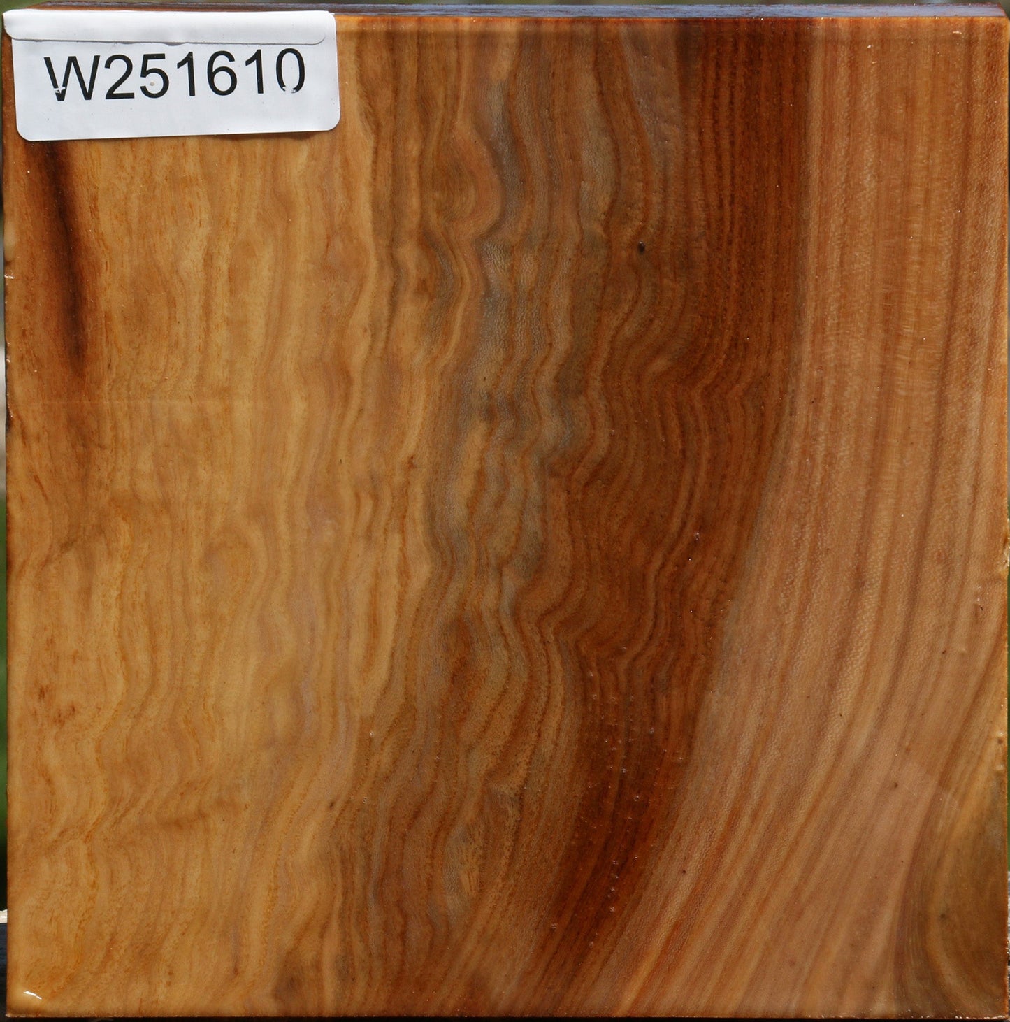 Figured Chinese Elm Bowl Blank