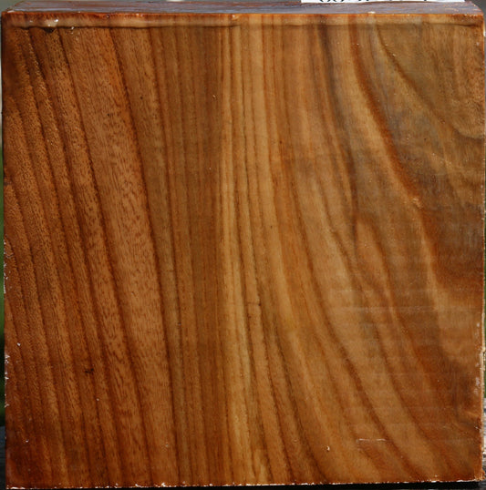 Figured Chinese Elm Bowl Blank