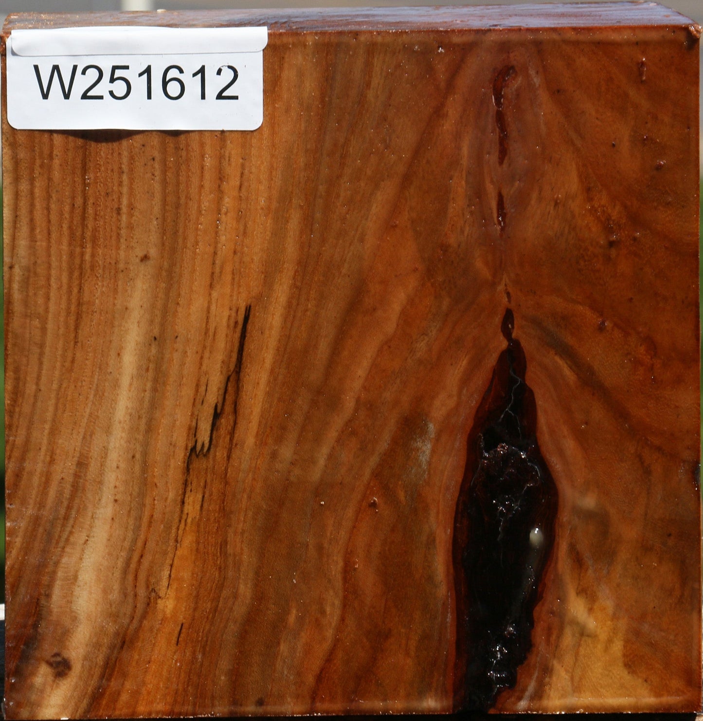 Figured Chinese Elm Bowl Blank