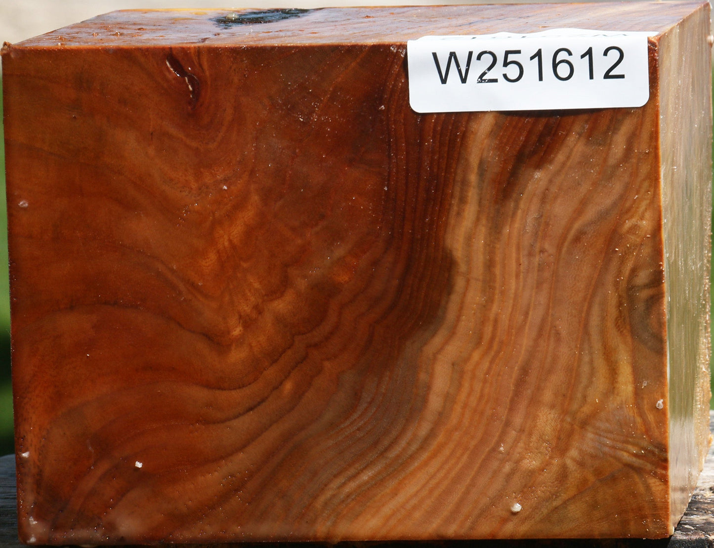 Figured Chinese Elm Bowl Blank