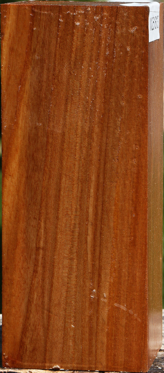 Chinese Elm Turning Blank