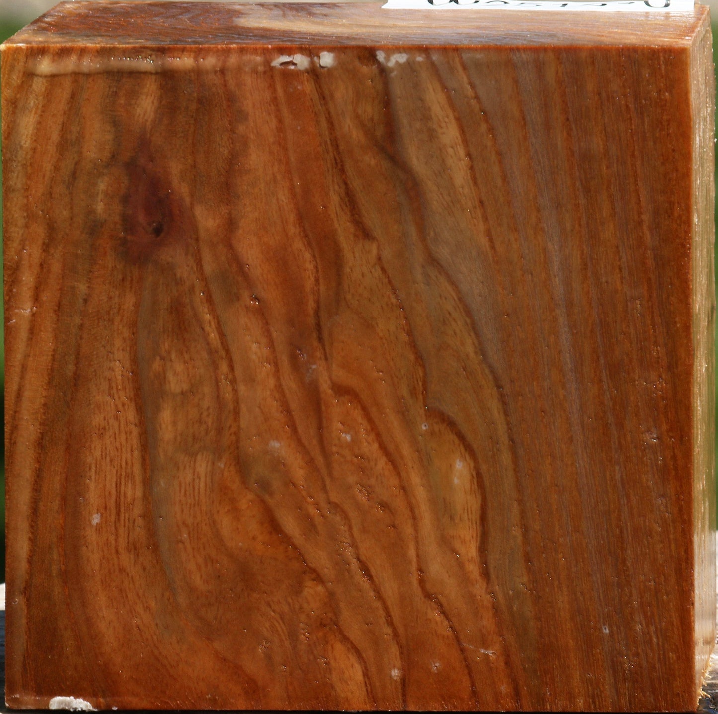 Chinese Elm Bowl Blank