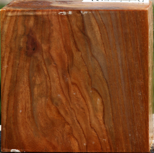 Chinese Elm Bowl Blank