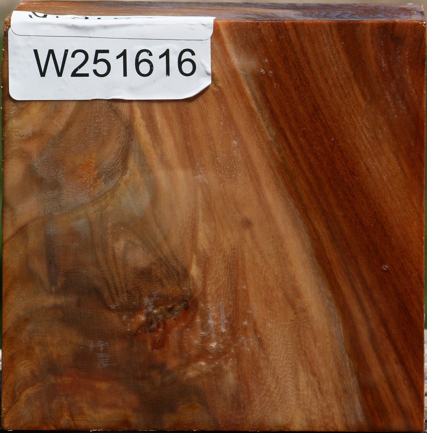 Chinese Elm Bowl Blank